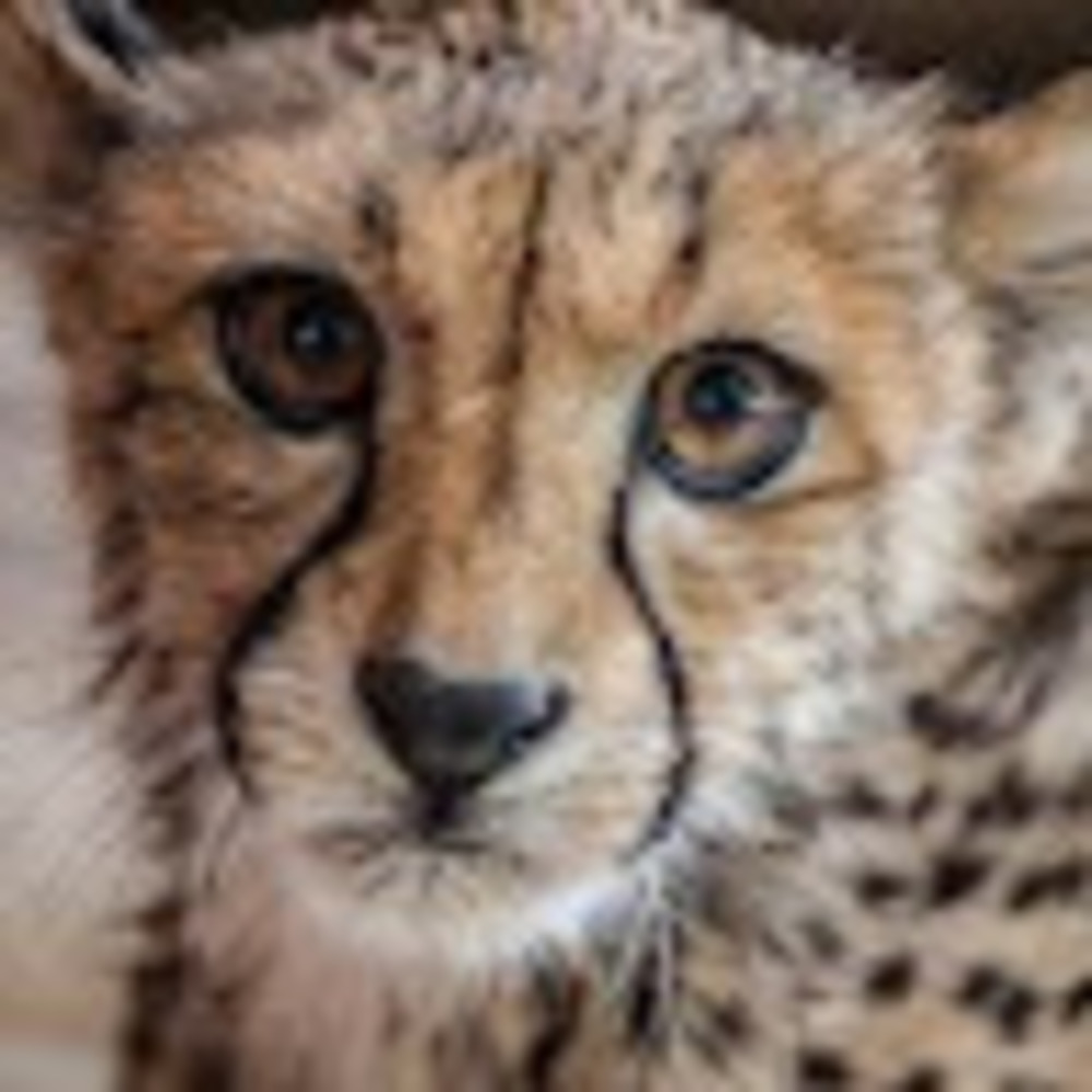 Meet your Posher, Kaiah